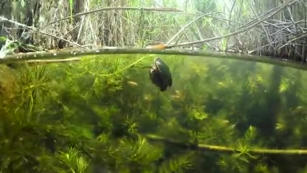 Dytiscidae Käfer Paarung Seewasser — Stockvideo