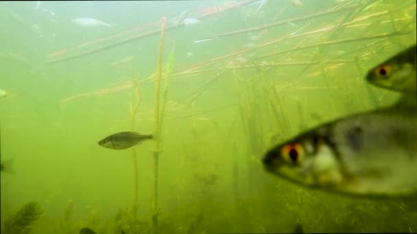 Floating Small Fish Bottom Lake — Stock Video