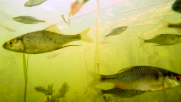 Peces Pequeños Flotantes Fondo Del Lago — Vídeos de Stock