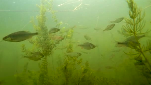 Flytande Små Fiskar Botten Sjön — Stockvideo