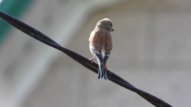 Linnet Eurasien Sjunger Naturen — Stockvideo