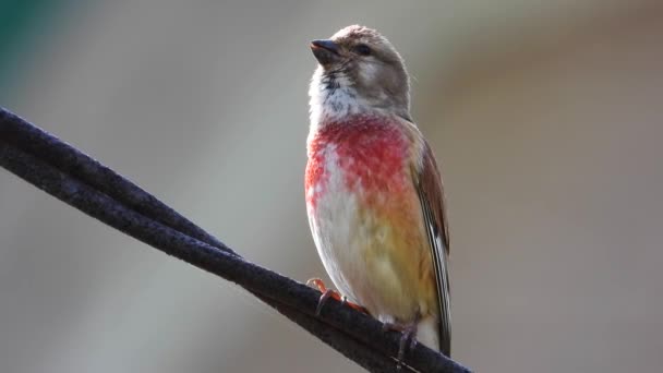 Eurasian Linnet Canta Natura — Video Stock