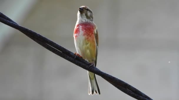 Linnet Eurasien Sjunger Naturen — Stockvideo