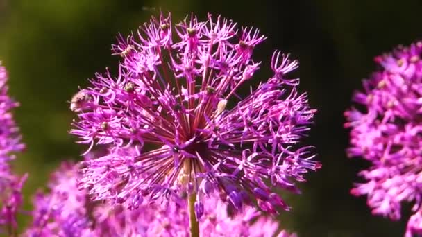 Melolontha Senta Uma Flor Som — Vídeo de Stock