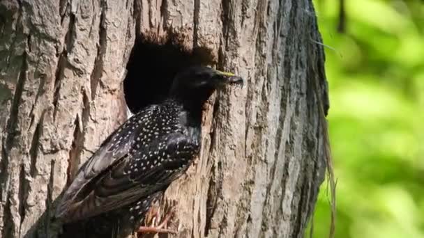 Starling Alimenta Los Polluelos Árbol Hueco Sonido — Vídeos de Stock