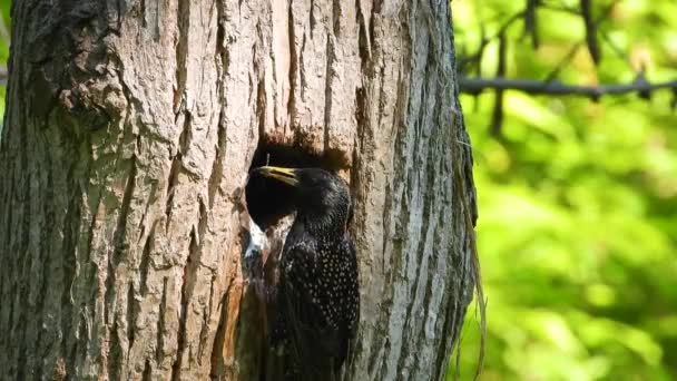 Starling Karmią Pisklęta Pustym Drzewie Dźwięku — Wideo stockowe