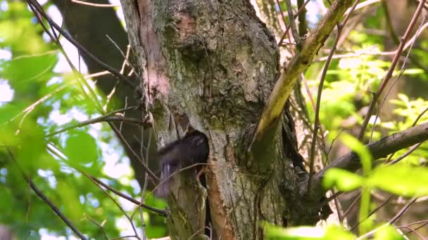 Starling Alimenta Filhotes Uma Árvore Oca Som — Vídeo de Stock