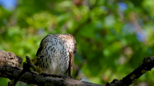 Sings Song Thrush Background Forest Suara Hidup — Stok Video