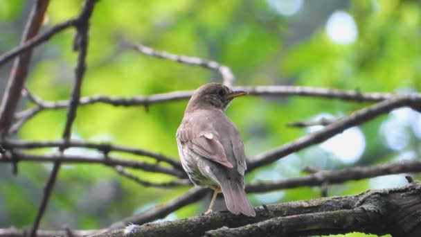 Sings Song Thrush Background Forest Live Sound — Stock Video