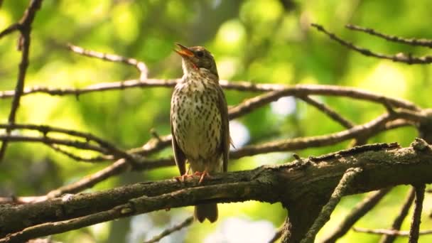Ormanın Arka Planında Şarkı Ardıç Kuşu Savuruyor Canlı Ses — Stok video