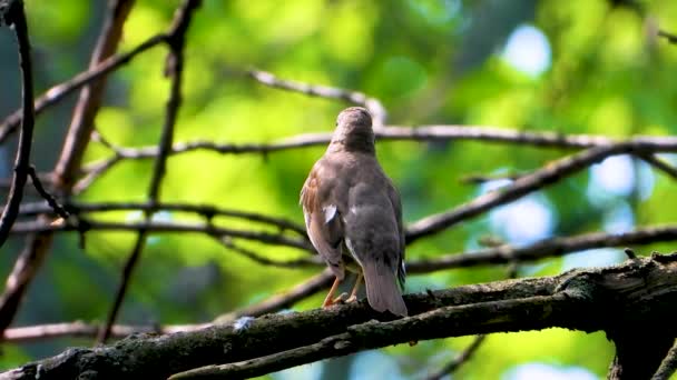 Sings Song Thrush Background Forest Suara Hidup — Stok Video