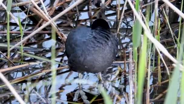 Coot Eurasiático Naturaleza Sonido — Vídeo de stock