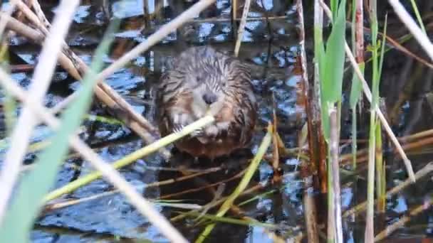 Muskrat Τρώει Φαγητό Στο Φόντο Των Καλαμιών Του Ήχου — Αρχείο Βίντεο