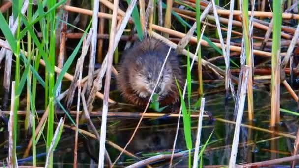 Muskrat Τρώει Φαγητό Στο Φόντο Των Καλαμιών Του Ήχου — Αρχείο Βίντεο