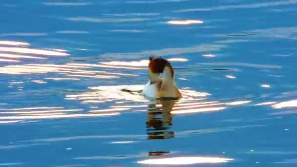 Grebe Great Swimming Duck Front Lake — стоковое видео