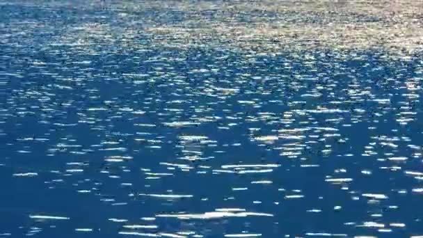格雷贝伟大的游泳鸭在湖的背景 — 图库视频影像
