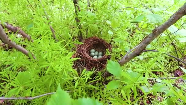 Six Eggs Blackbird Nest Sound — Stock Video