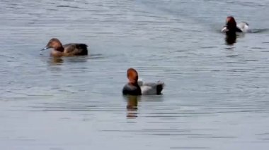 Ortak Pochard gölde yüzer, ses