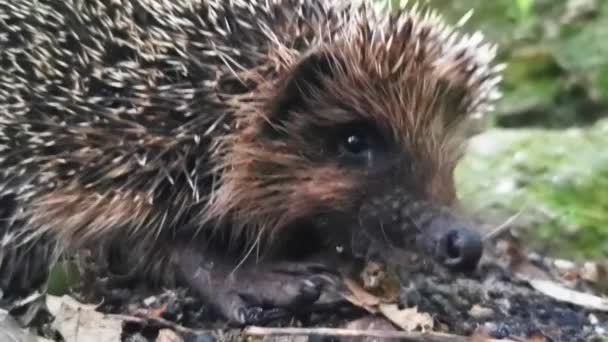 Igel Porträt Wald Klang — Stockvideo