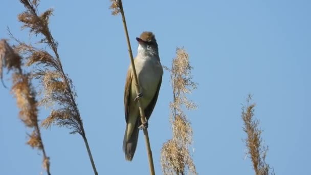 Reed Zingt Reed Branch Sound — Stockvideo