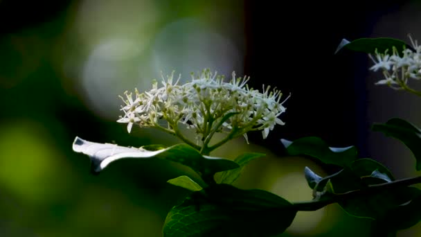 野生の生息地で白い花の上を這うカブトムシ — ストック動画