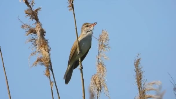 Roseau Chante Sur Branche Roseau Son — Video