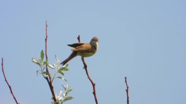 Greater Whitethroat bir ağaç dalı, ses şarkı