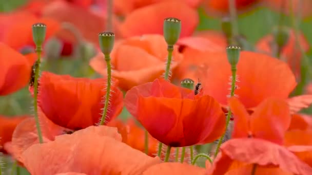 Biene Auf Rotem Mohn Freier Natur Klang — Stockvideo