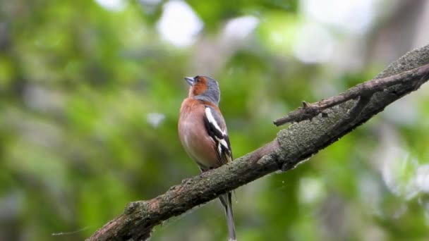 Cantando Fringuello Ramo Albero Suono — Video Stock