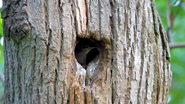 Starling Karmią Pisklęta Pustym Drzewie Dźwięk — Wideo stockowe