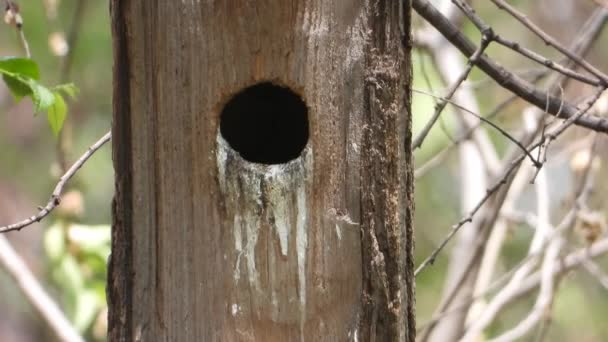 Estornino Alimenta Los Polluelos Árbol Hueco Sonido — Vídeos de Stock