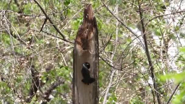 Starling Alimenta Filhotes Uma Árvore Oca Som — Vídeo de Stock