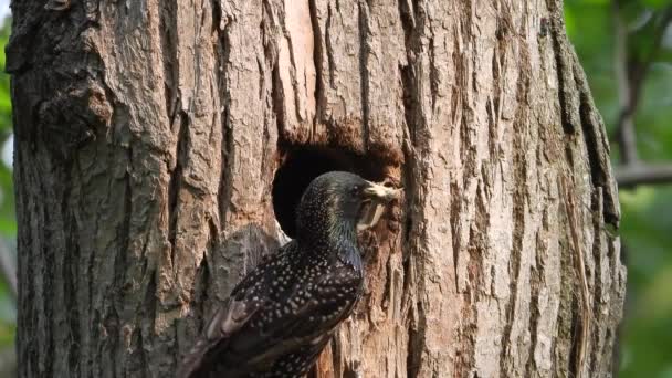 Starling Alimenta Filhotes Uma Árvore Oca Som — Vídeo de Stock