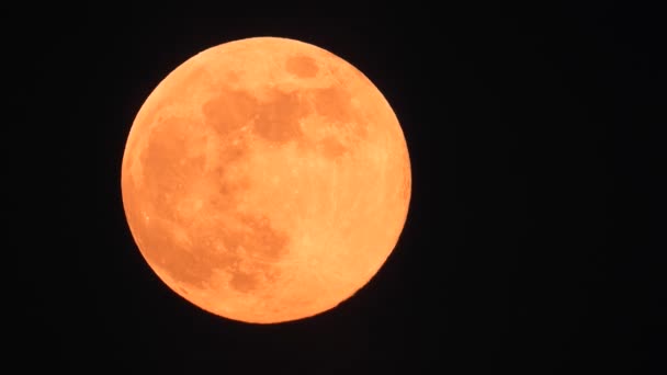 Czerwona Ruchoma Duża Księżyc Ptaki Śpiewają Nocą — Wideo stockowe
