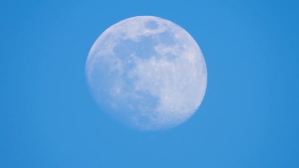 Mouvement Grande Lune Chantant Oiseaux Dans Forêt Son — Video