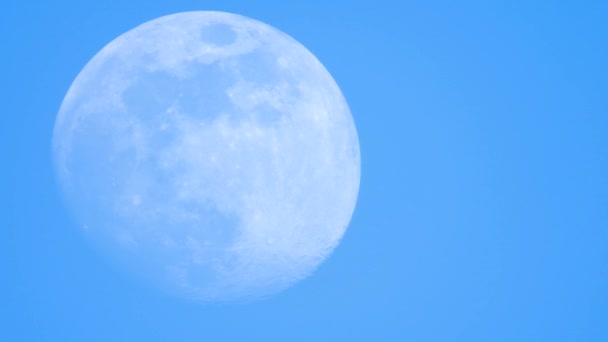 Moviendo Gran Luna Cantando Pájaros Bosque Sonido — Vídeo de stock