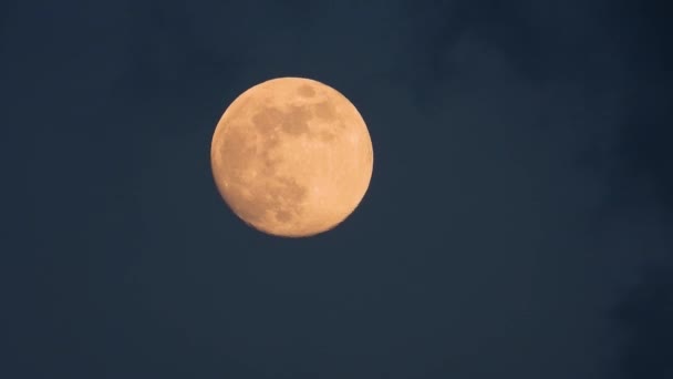 Движущаяся Большая Луна Соловьи Поют Ночью — стоковое видео
