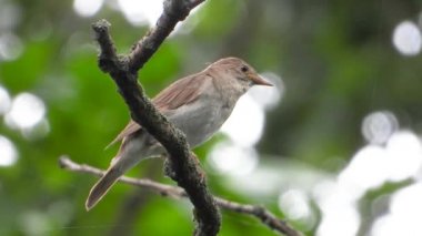 bülbül bir ağacın dalında şarkı söylüyor ve bir tırtıl yiyor