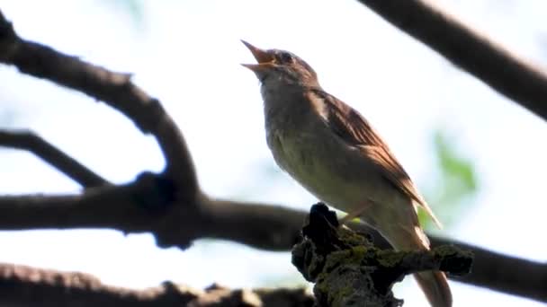 Śpiewając Nightingale Gałęzi Drzewa Wiatr — Wideo stockowe