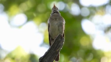 Nightingale bir ağaç dalı üzerinde şarkı söylüyor ve uzakta uçar