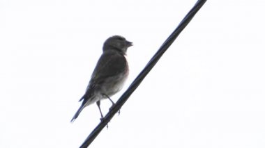 Eurasian Linnet, vahşi, ses içinde şarkı söylüyor