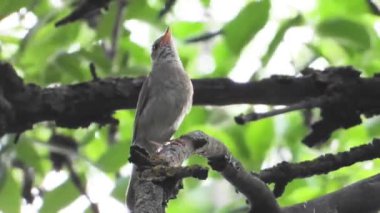 bir ağaç dalı üzerinde bülbül şarkı, Rüzgar