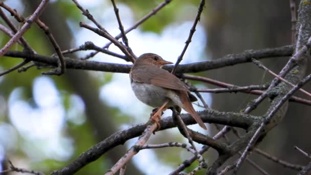 Nightingale Bir Ağaç Dalı Üzerinde Şarkı Söylüyor Uzakta Uçar — Stok video