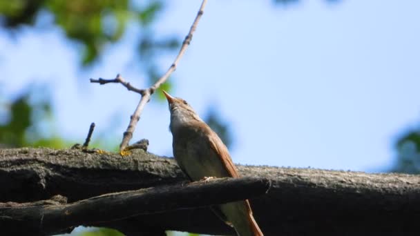Bernyanyi Burung Bulbul Cabang Pohon — Stok Video