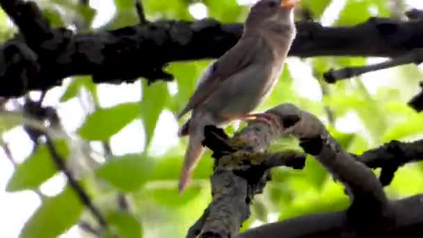 木の枝 風の上でナイチンゲールを歌う — ストック動画
