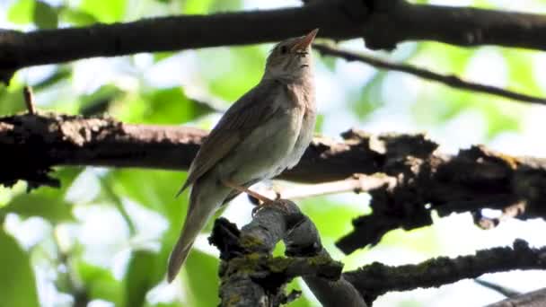 Nightingale Zingen Een Boomtak Geluid — Stockvideo