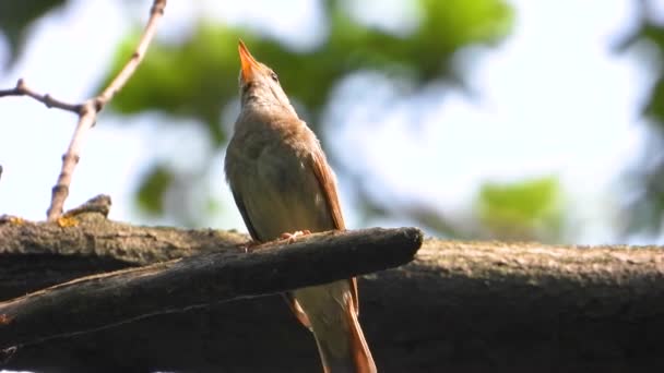 Cantando Ruiseñor Una Rama Árbol Sonido — Vídeos de Stock