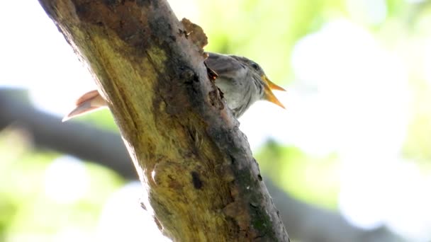 Cantando Usignolo Ramo Albero — Video Stock