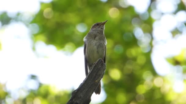 Cantando Ruiseñor Una Rama Árbol Sonido — Vídeos de Stock