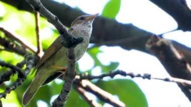 bir ağaç şube, ses üzerinde Nightingale şarkı